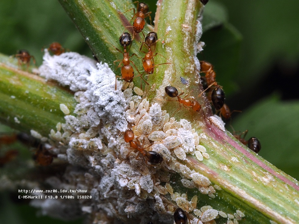 螞蟻與介殼蟲共生