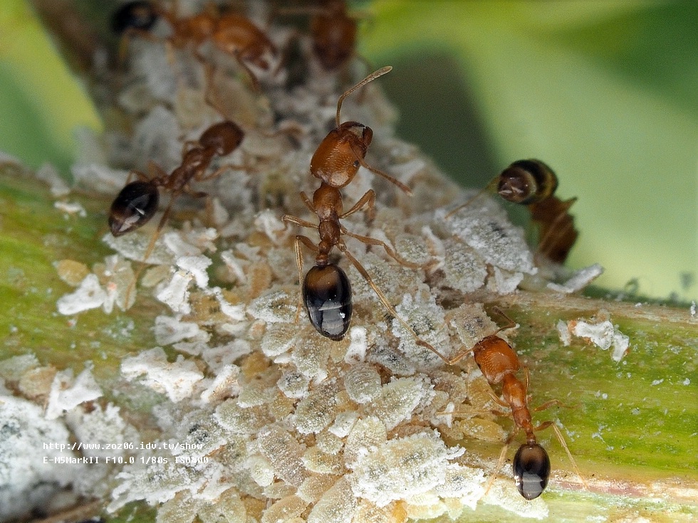螞蟻與介殼蟲共生