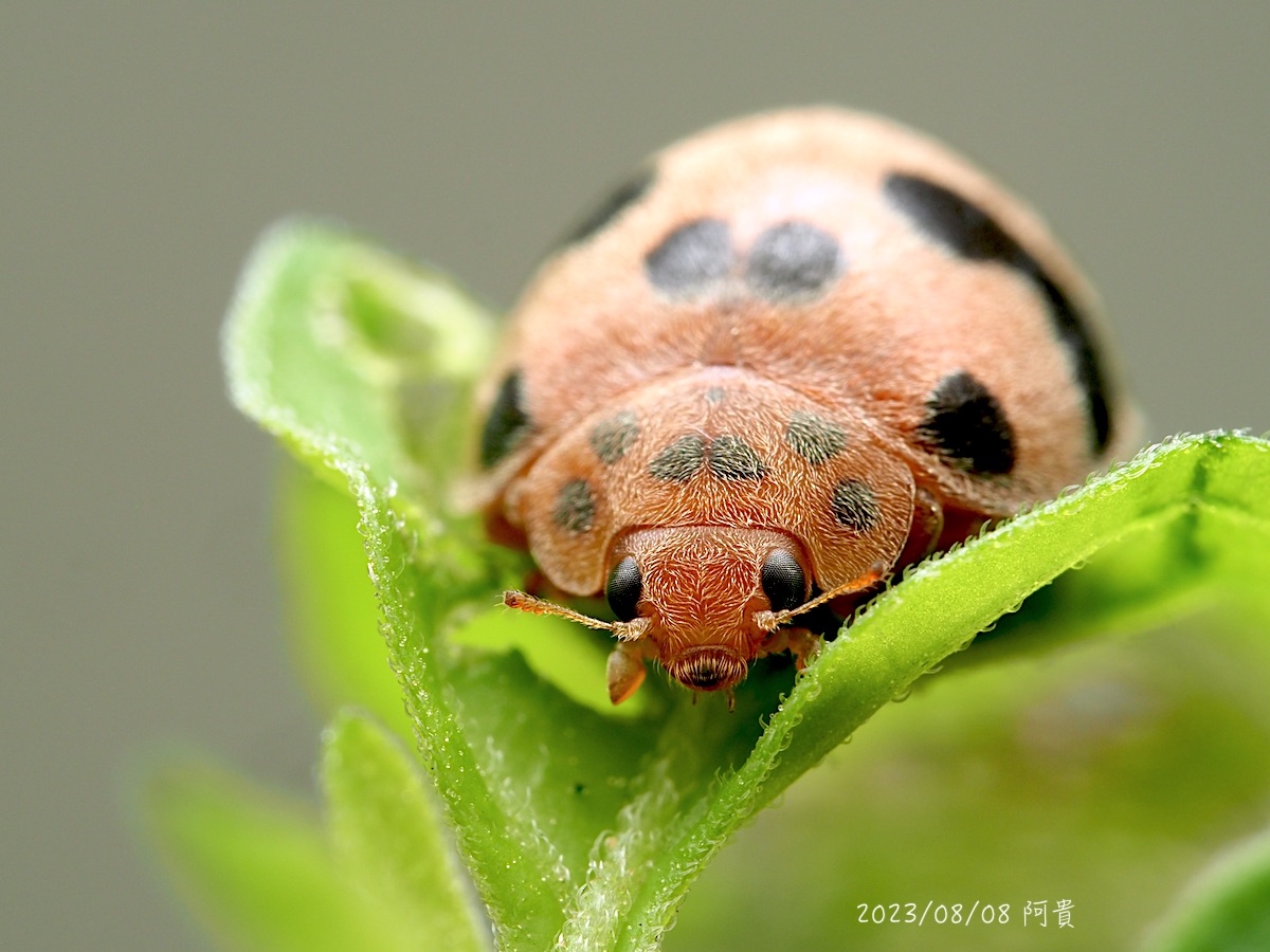 食植瓢蟲