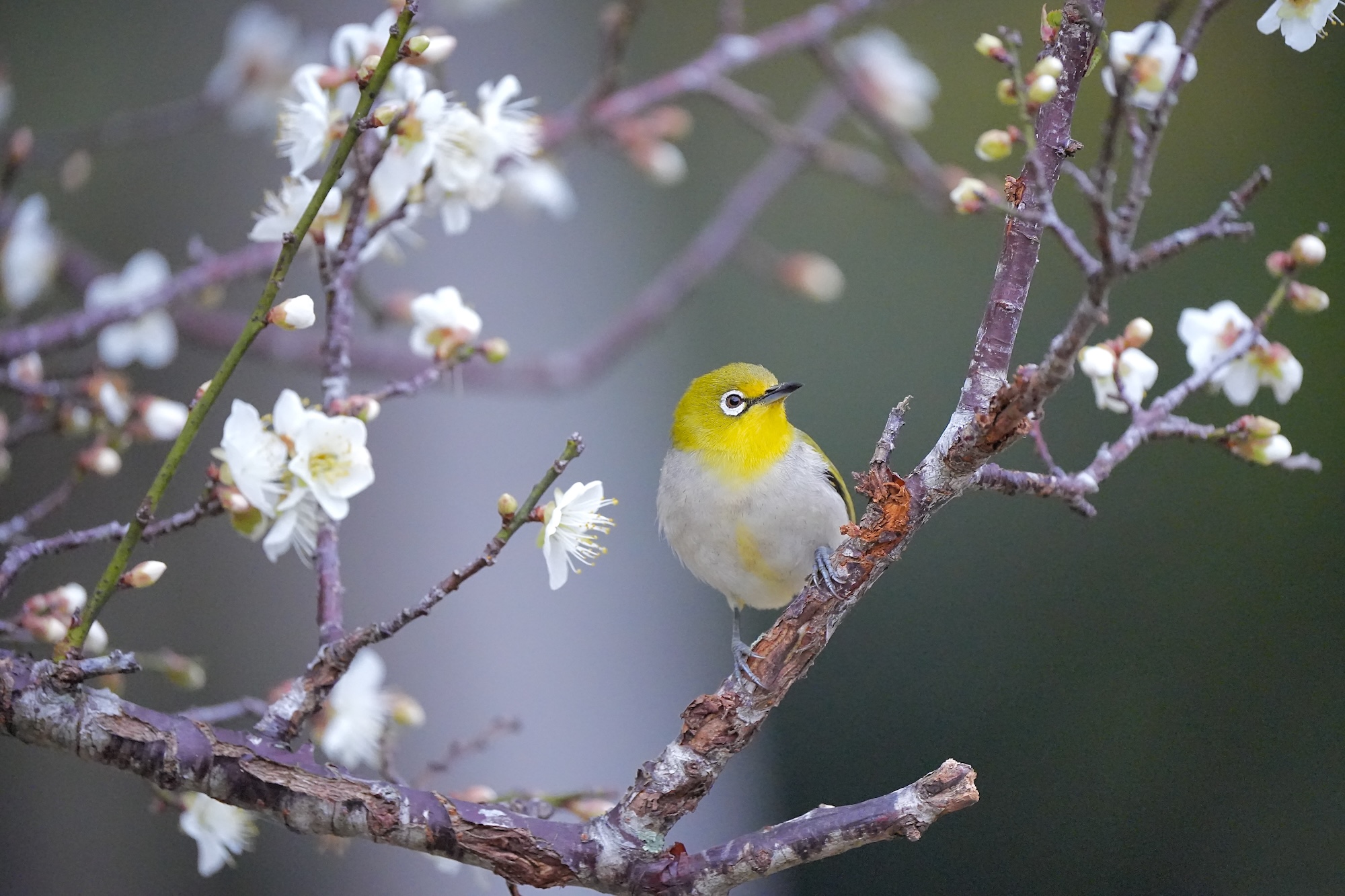 梅花與綠繡眼