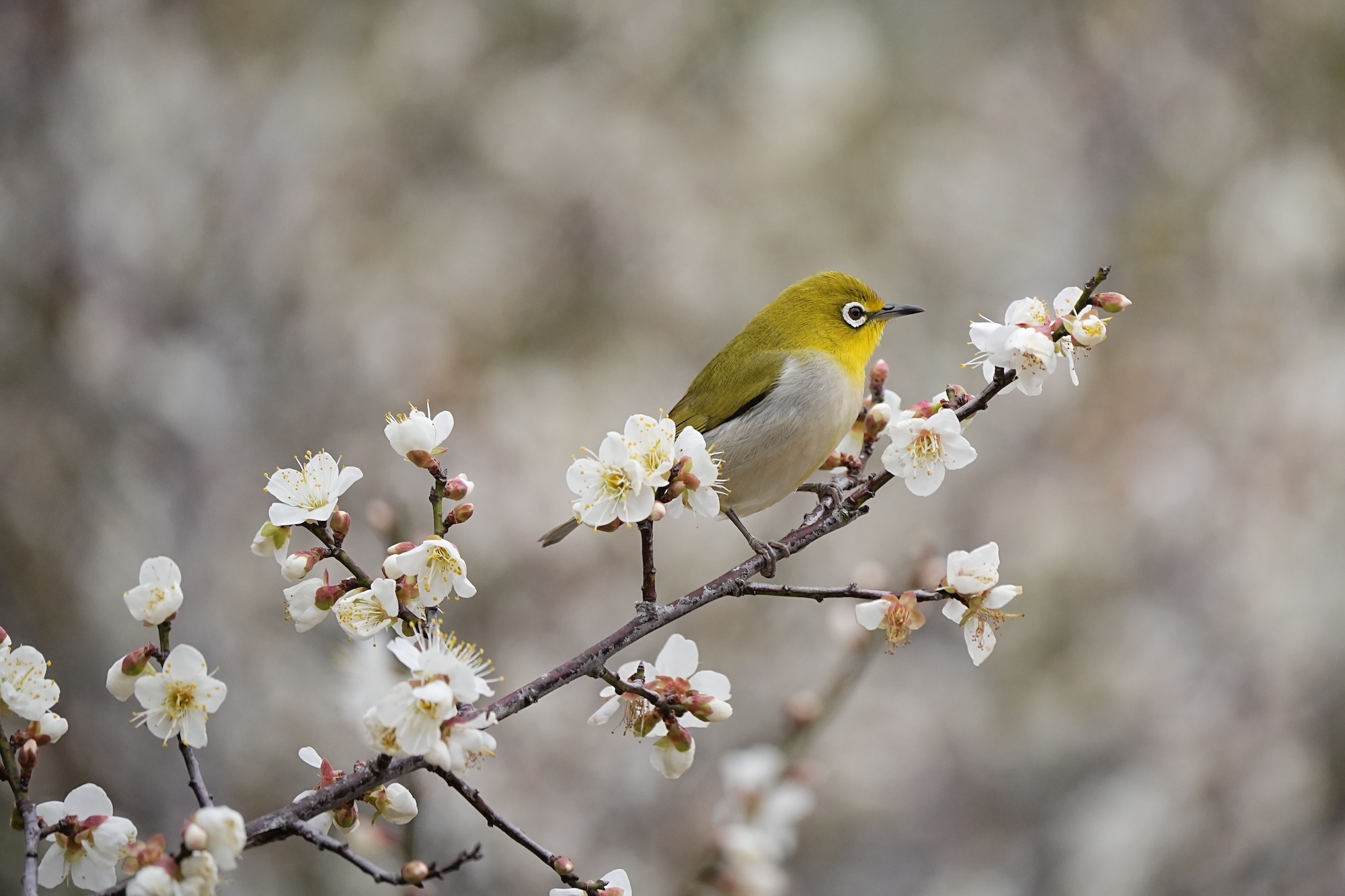 梅花與綠繡眼