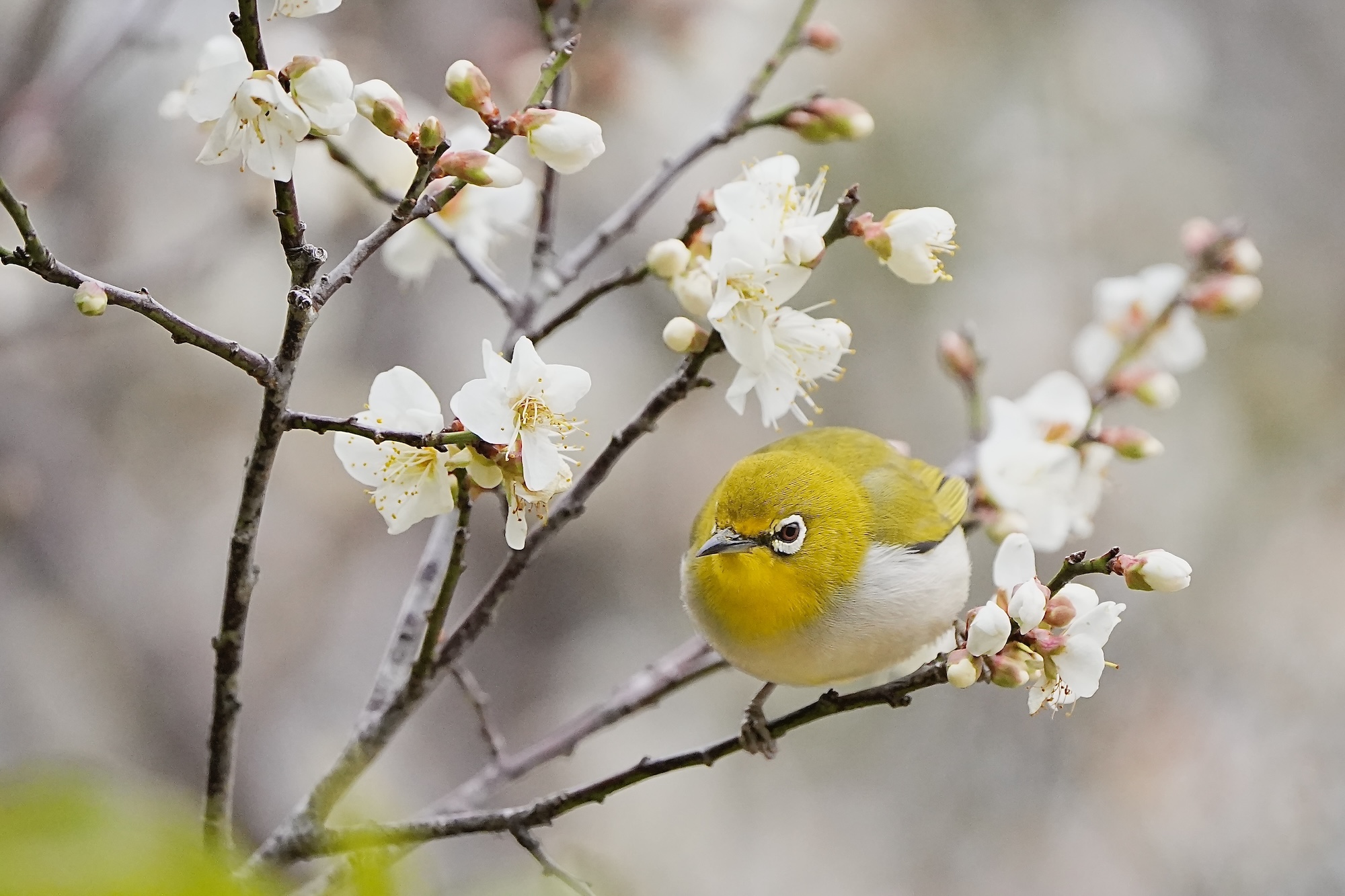 梅花與綠繡眼