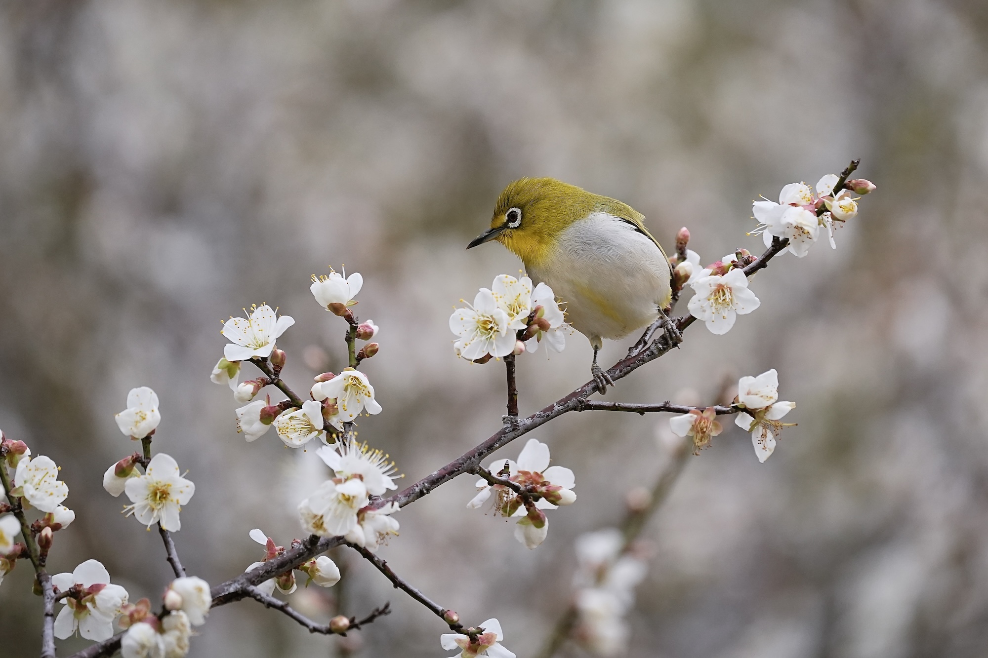 梅花與綠繡眼