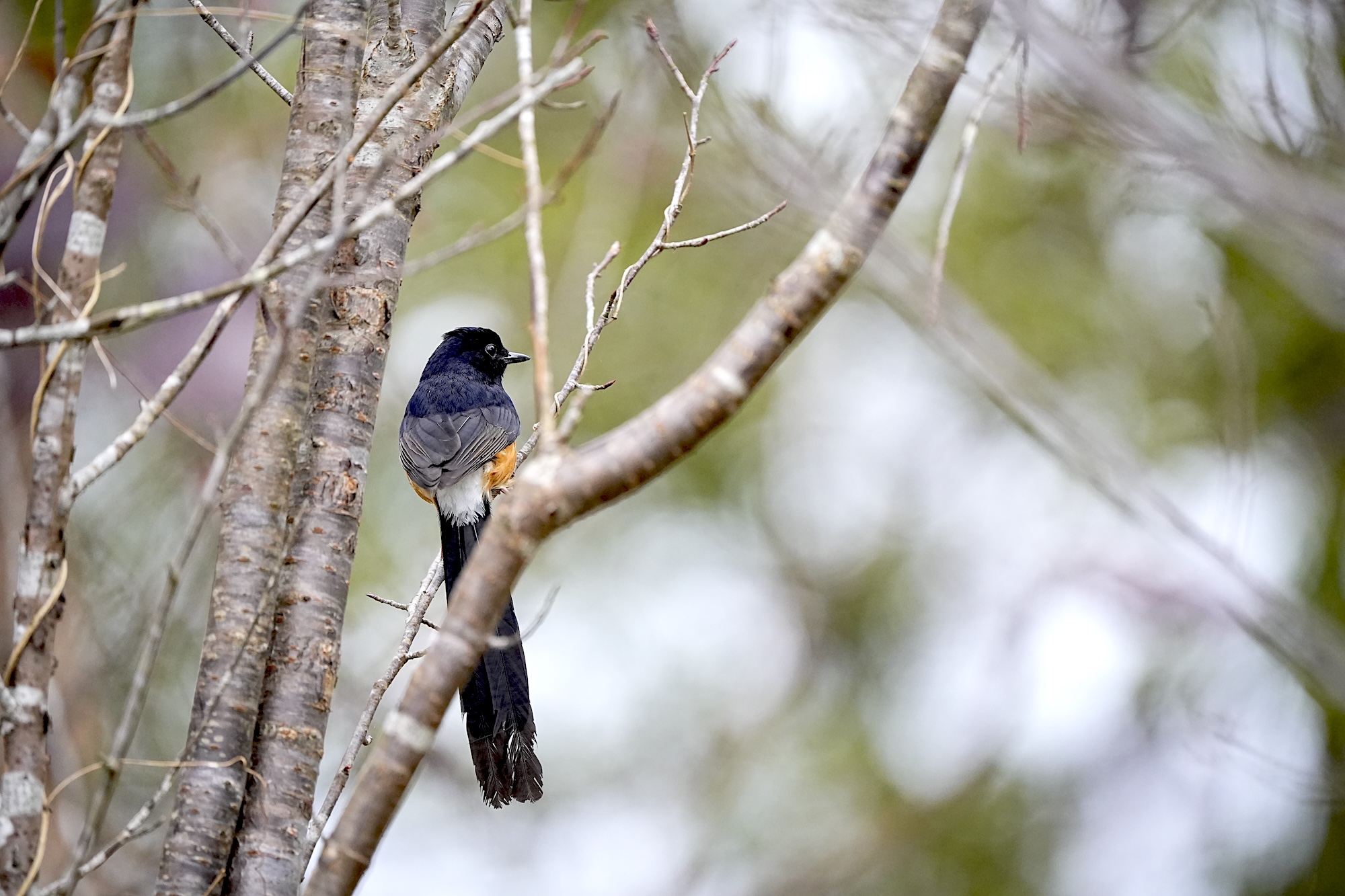 _DSC7196.jpeg