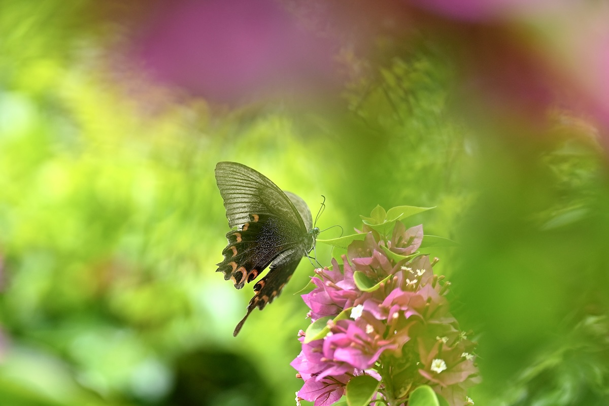 _DSC1539.jpeg