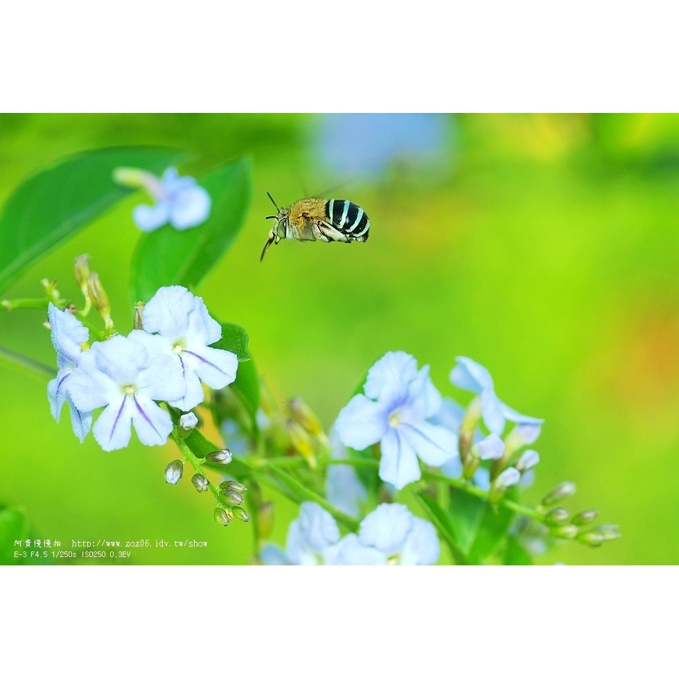 青條花蜂