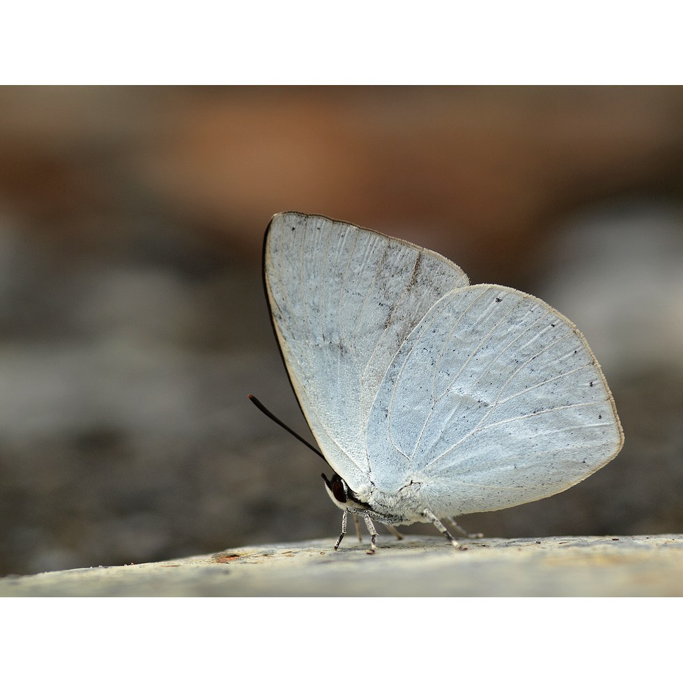 銀斑小灰蝶