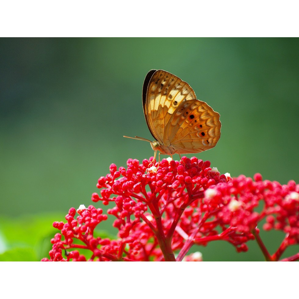 台灣黃斑蝶