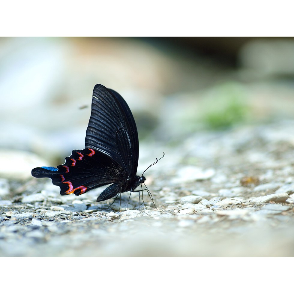 台灣烏鴉鳳蝶