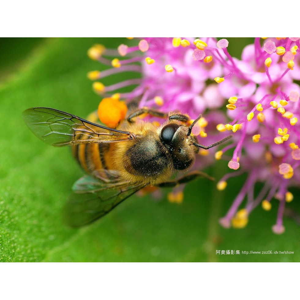 蜜蜂採蜜