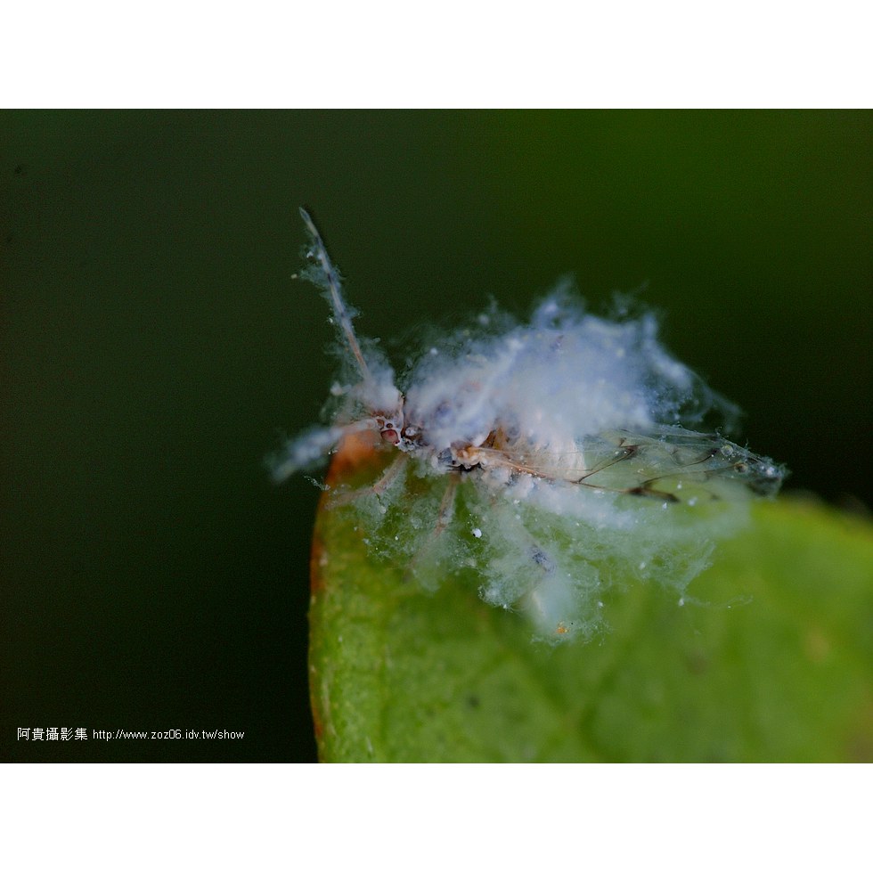 朴樹蚜蟲
