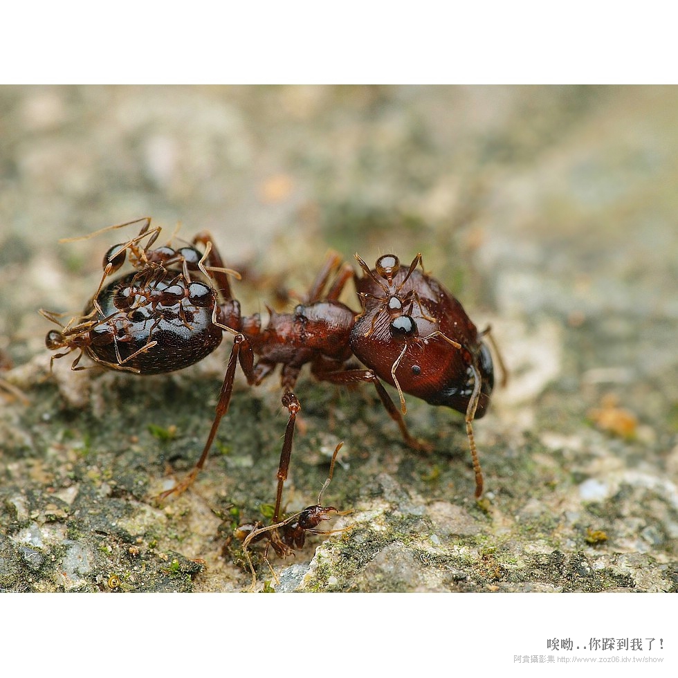 螞蟻的大行軍