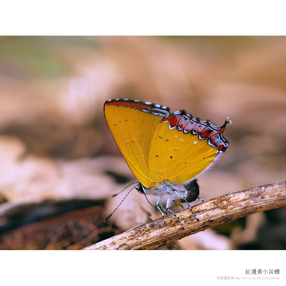 紅邊黃小灰蝶