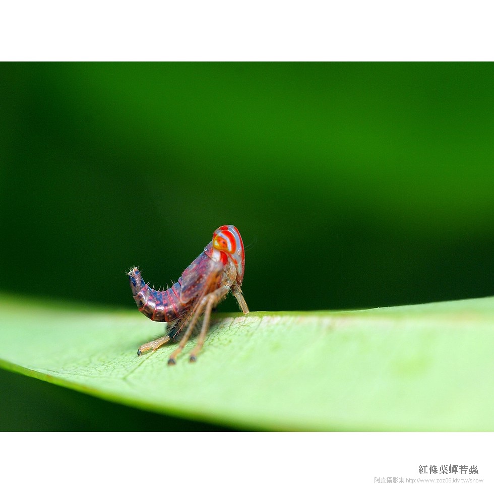 紅條葉蟬若蟲