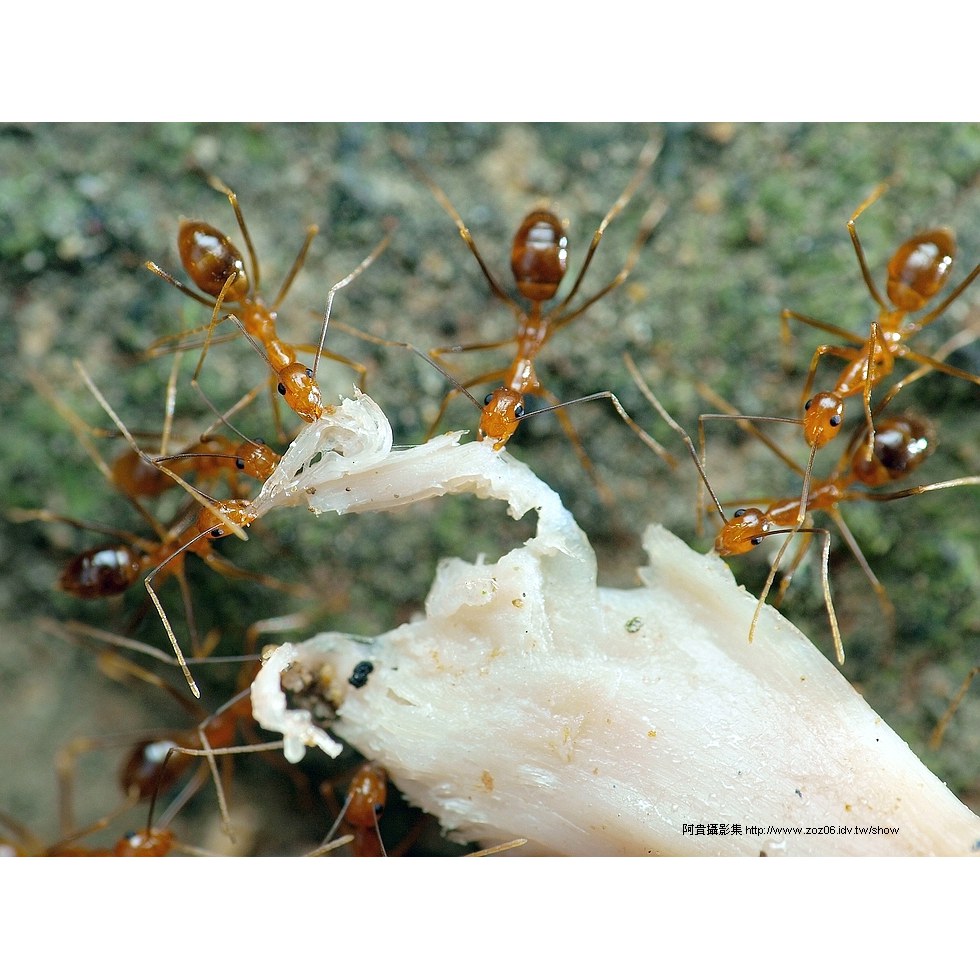 微距螞蟻