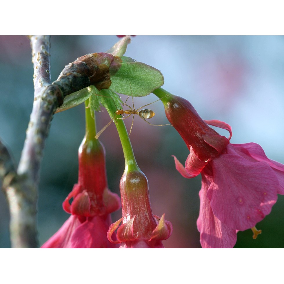 櫻花與螞蟻