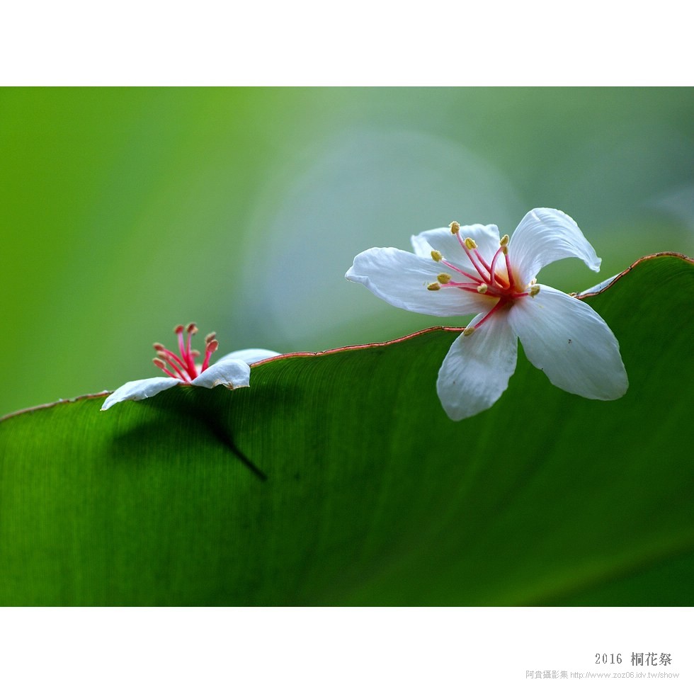 2016 桐花祭-燒炭窩