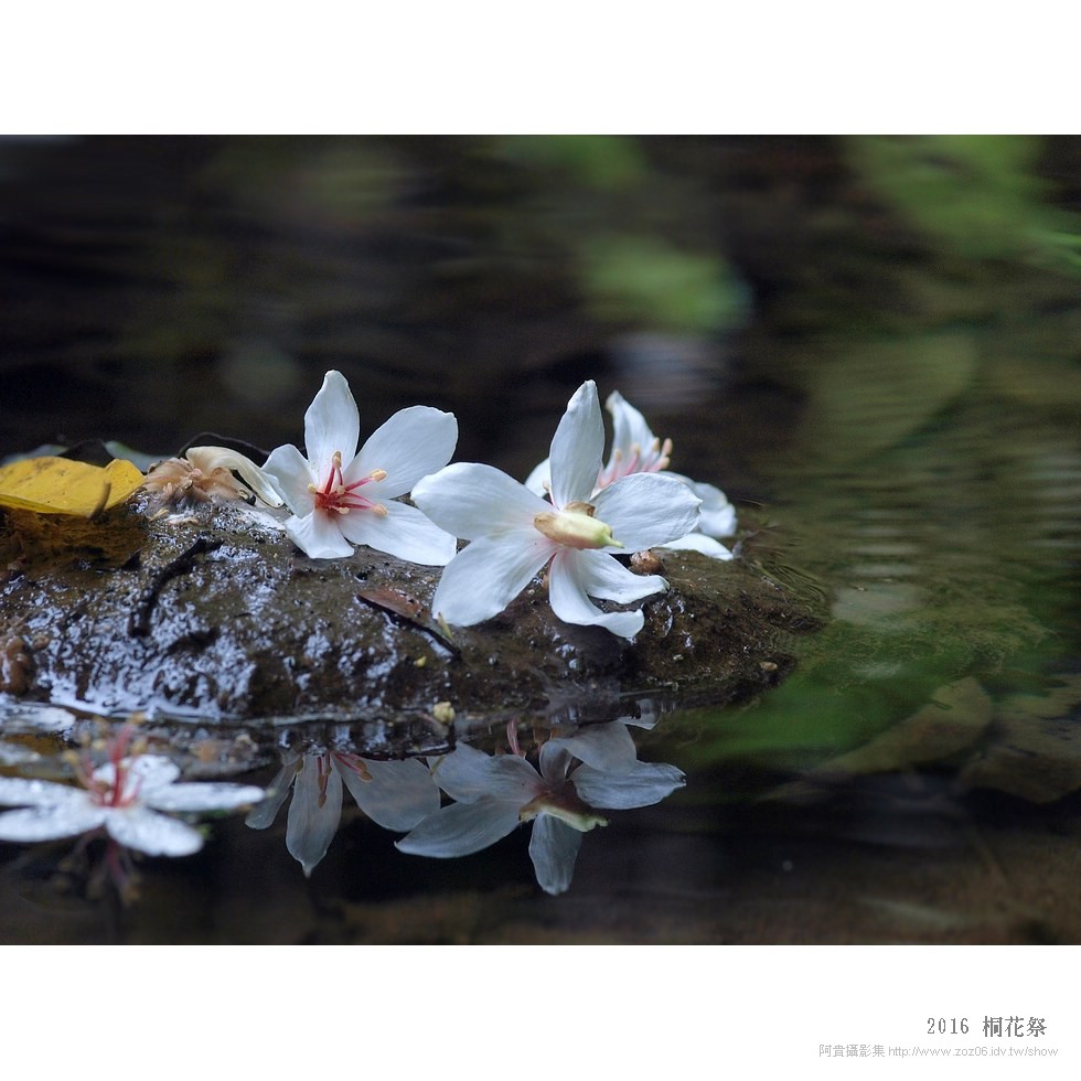 2016 桐花祭-燒炭窩