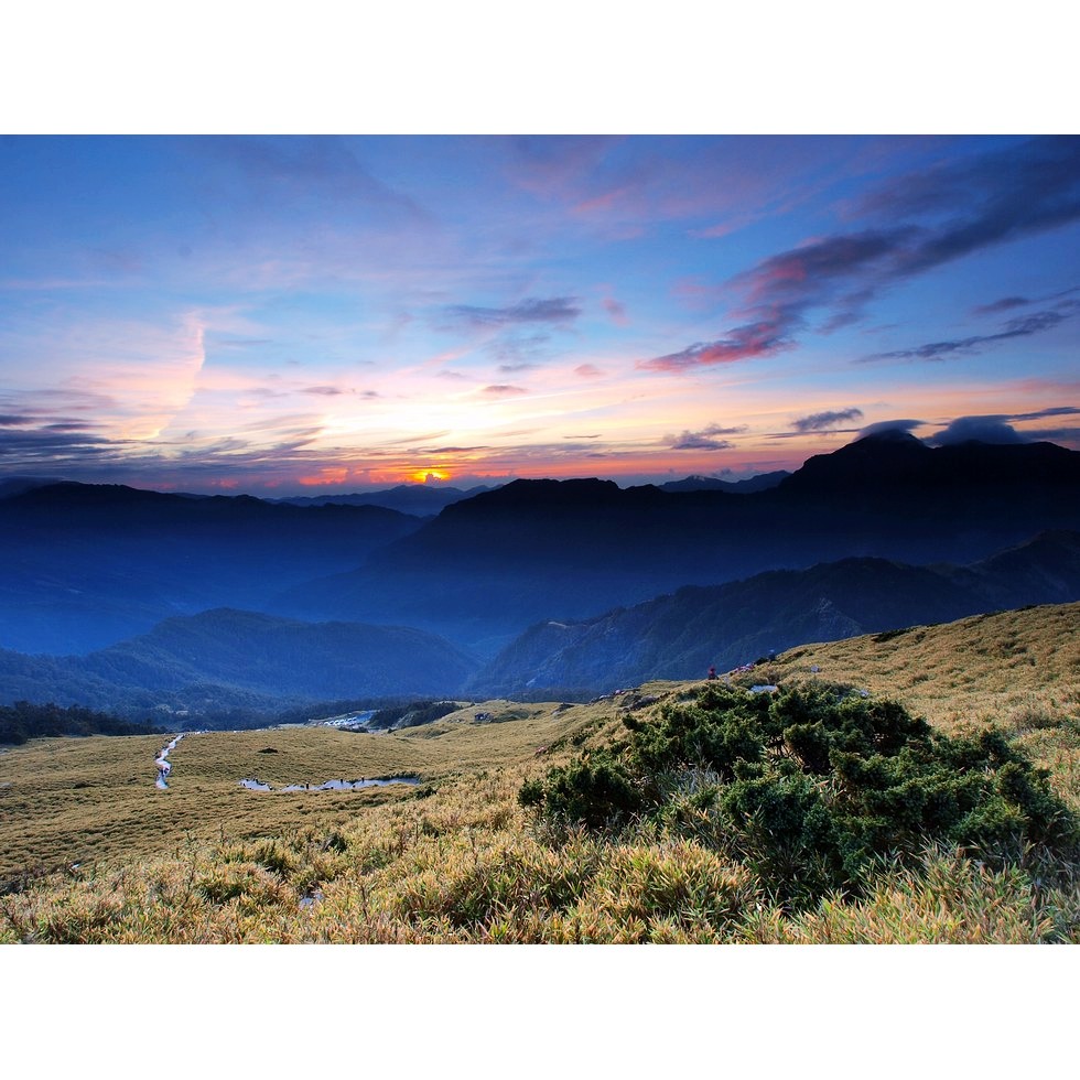 合歡山東峰 - 高山杜鵑