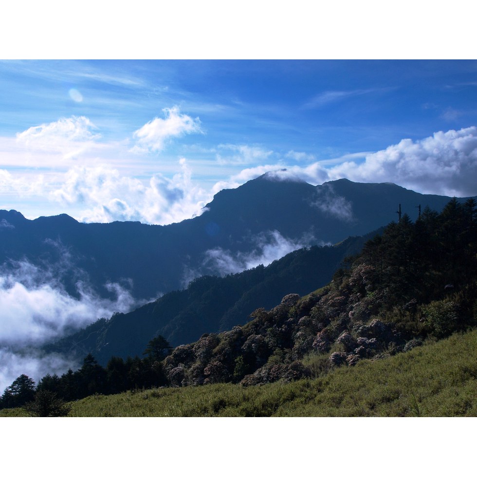 合歡山東峰 - 高山杜鵑