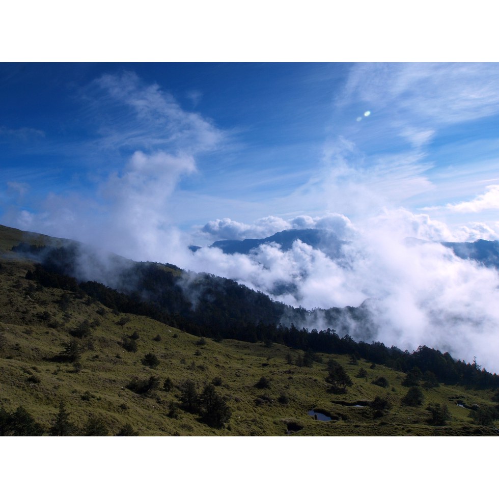 合歡山東峰 - 高山杜鵑