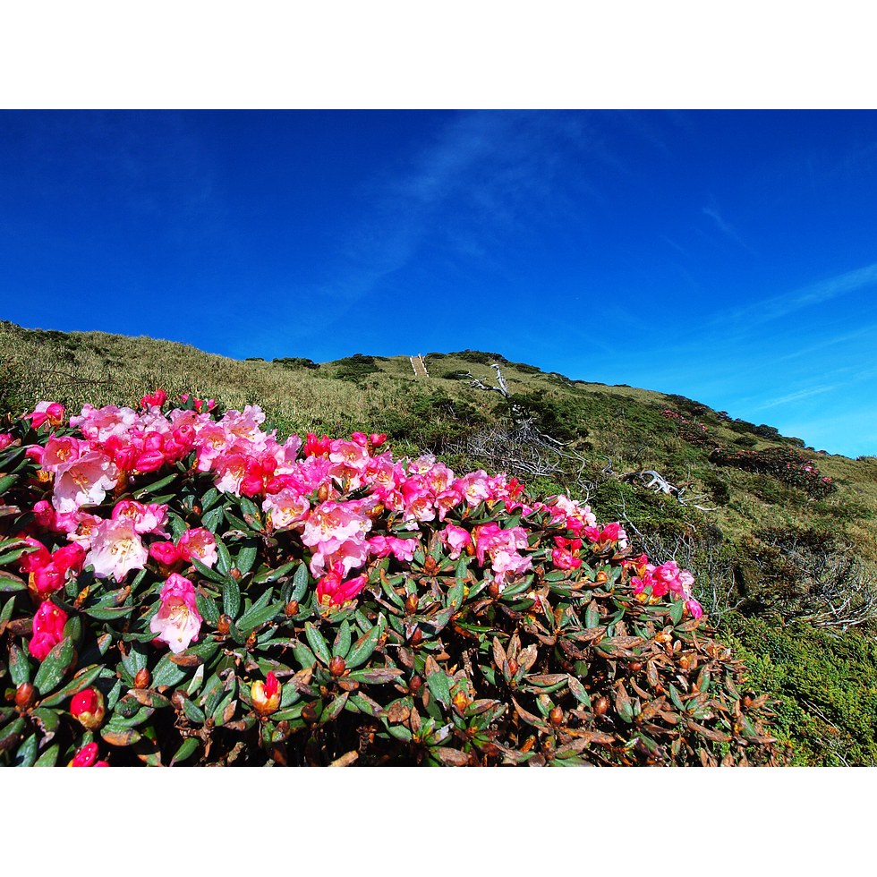 合歡山東峰 - 高山杜鵑