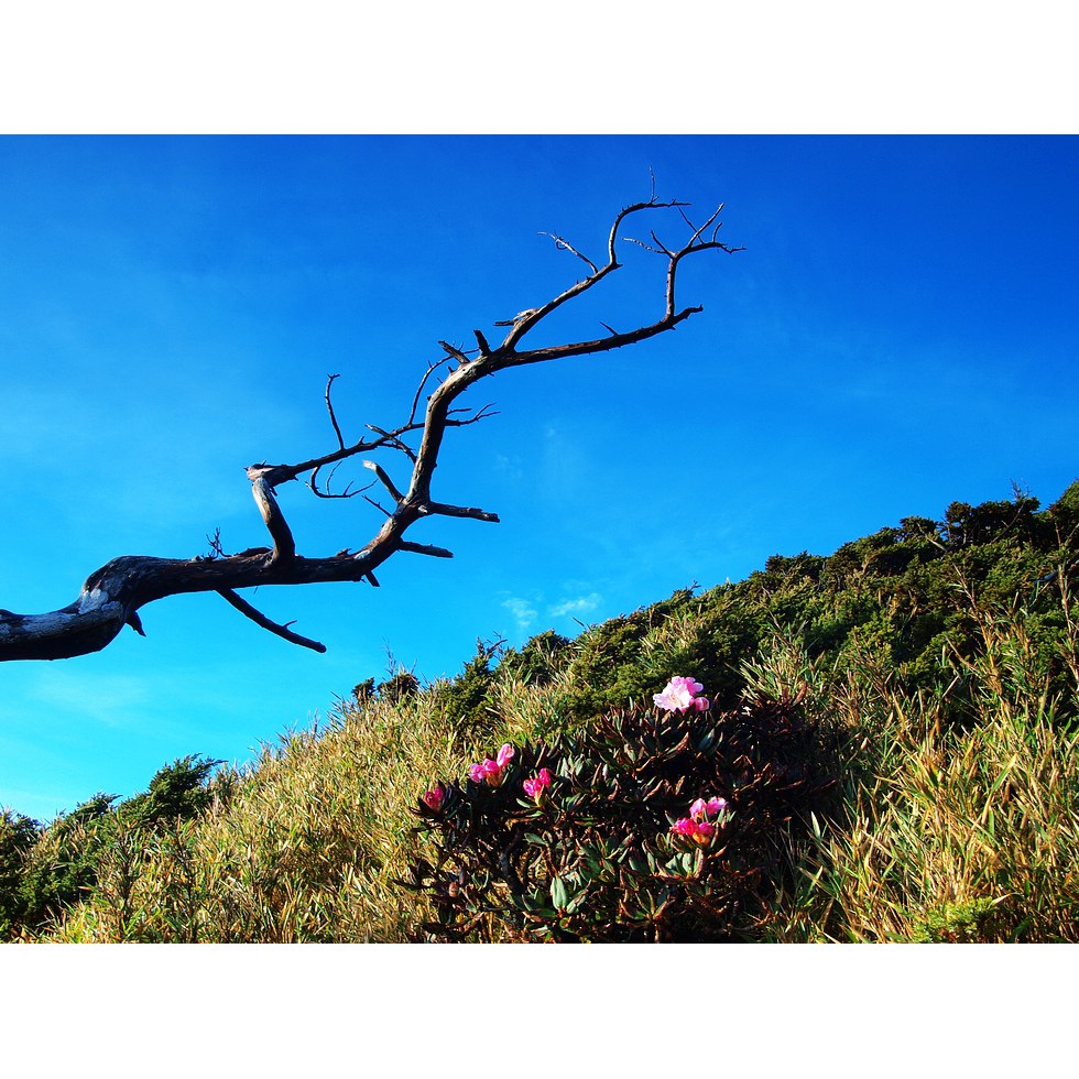 合歡山東峰 - 高山杜鵑