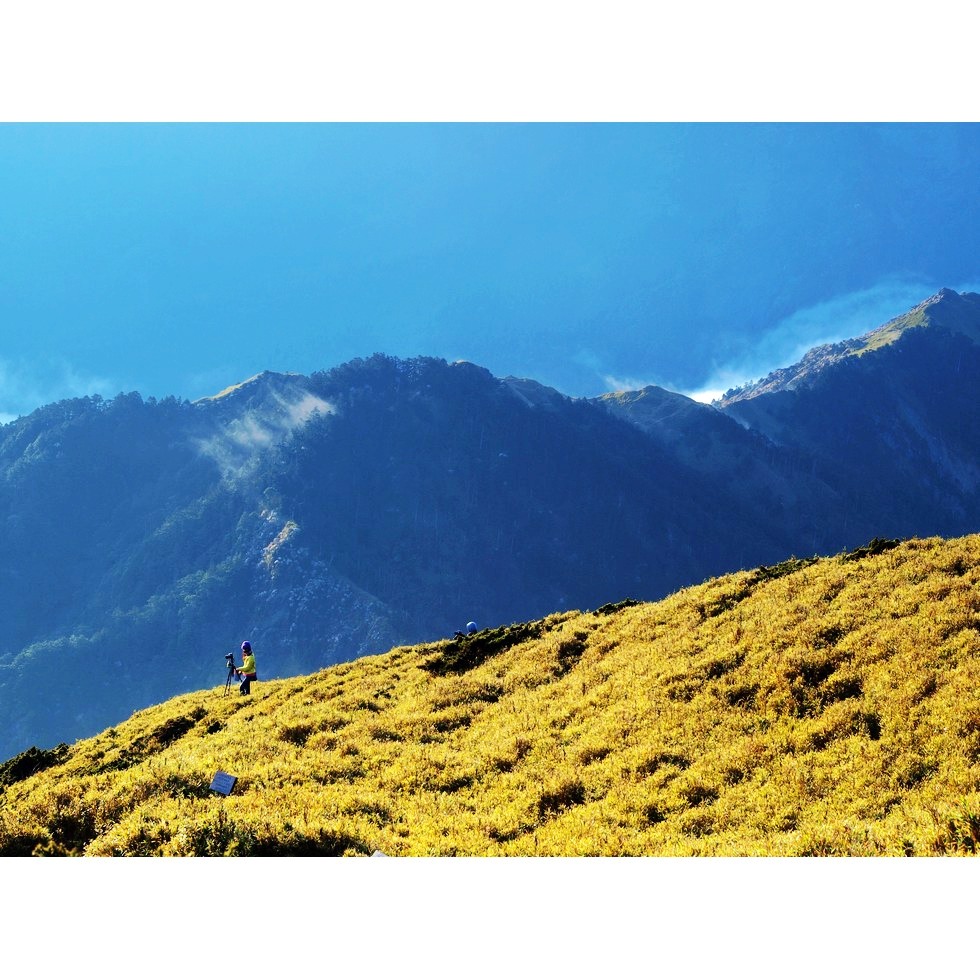 合歡山東峰 - 高山杜鵑