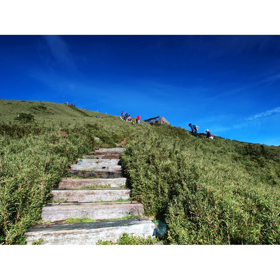 合歡山東峰 - 高山杜鵑