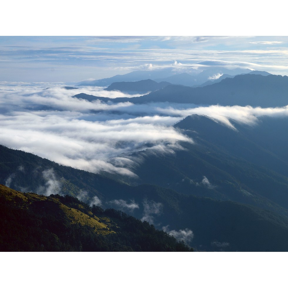 合歡山東峰 - 高山杜鵑