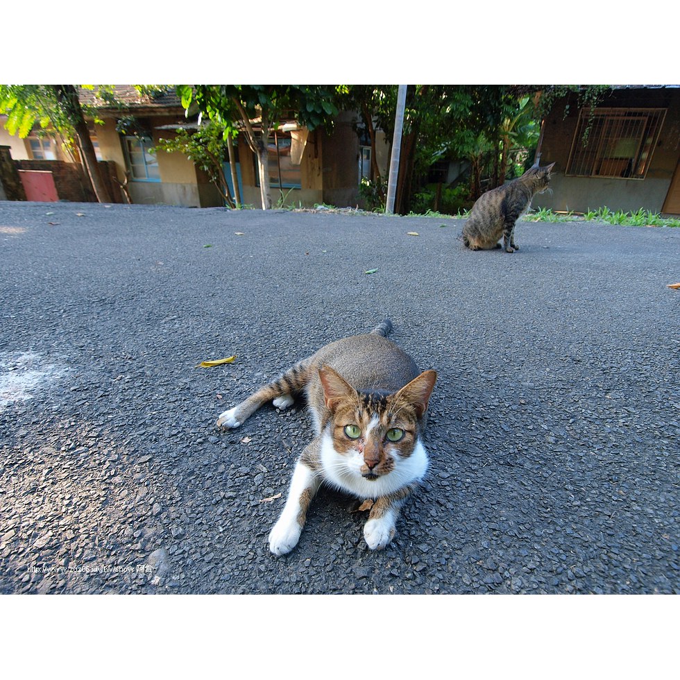 霧峰光復新村,貓的樂園